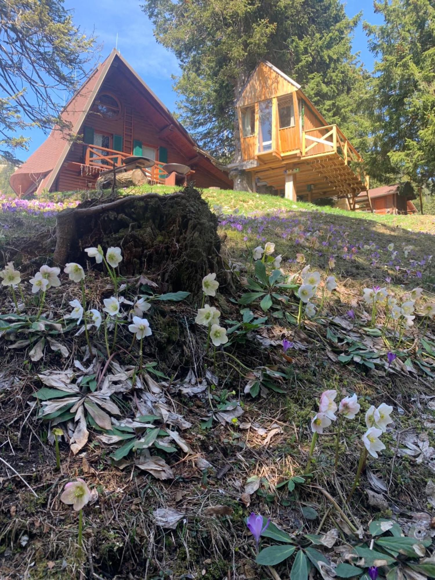 Villa Tree House Alpinka Krvavec Cerklje na Gorenjskem Esterno foto